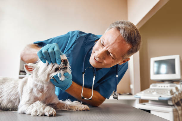 Best Emergency X-Rays and Diagnostics in Canutillo, TX